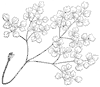 compound-leaf_6_th.gif