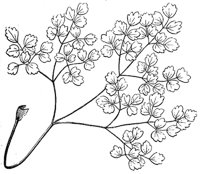compound-leaf_6_md.gif