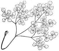 compound-leaf_6_lg.gif