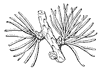 needle-leaf_1_th.gif