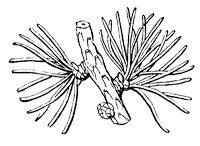 needle-leaf_1_sm.gif