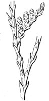 awl-shaped-leaf_1_lg.gif