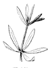 whorled-leaf_1_th.gif