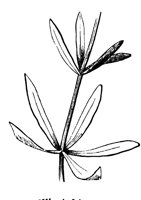 whorled-leaf_1_lg.gif