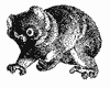 koala_1_th.gif