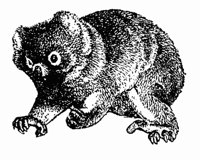 koala_1_md.gif