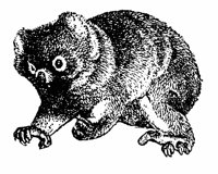 koala_1_lg.gif