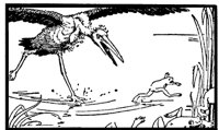frog_king_2_md.gif