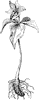 terminal-flower_1_th.gif