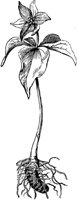 terminal-flower_1_md.gif
