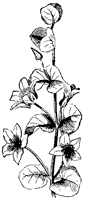 axillary-flower_1_sm.gif