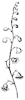 cluster-flower_1_th.gif