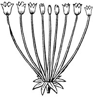 umbel_1_sm.gif