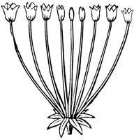 umbel_1_lg.gif