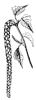 catkin_1_th.gif