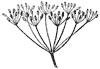 compound-umbel_1_th.gif