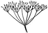 compound-umbel_1_sm.gif
