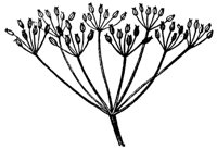 compound-umbel_1_md.gif