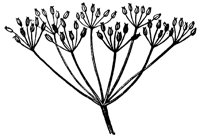 compound-umbel_1_lg.gif