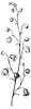 panicle_1_th.gif
