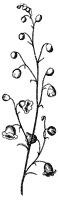 panicle_1_sm.gif