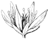 flower-parts_1_th.gif