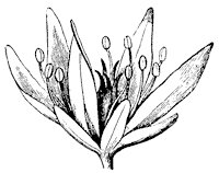 flower-parts_1_sm.gif