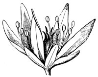 flower-parts_1_lg.gif