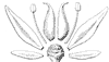 flower-parts_2_th.gif