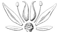 flower-parts_2_sm.gif