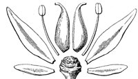 flower-parts_2_md.gif