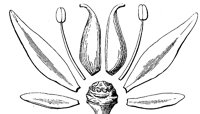 flower-parts_2_lg.gif