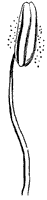 flower-parts_4_sm.gif