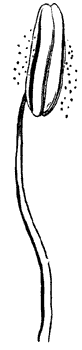 flower-parts_4_md.gif