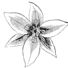 flower_1_th.gif