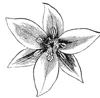 flower_1_sm.gif