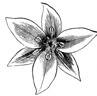 flower_1_lg.gif
