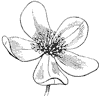 flower_4_th.gif