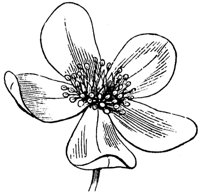flower_4_md.gif
