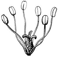 flower_5_sm.gif