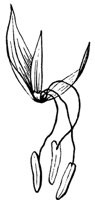 flower_6_md.gif