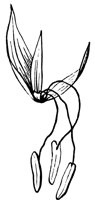 flower_6_lg.gif