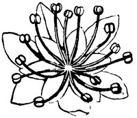 flower_7_sm.gif