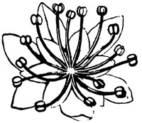 flower_7_lg.gif