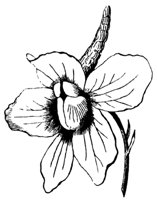 flower_9_md.gif
