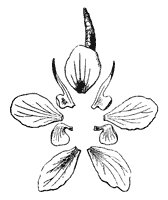 flower_10_sm.gif