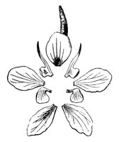 flower_10_md.gif