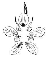 flower_10_lg.gif