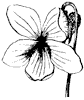 flower_11_th.gif