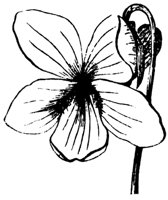 flower_11_md.gif